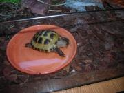Terrarium żółwia stepowego Stefana - basenik